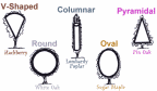 Arbor Day Foundation Tree Shape Guide