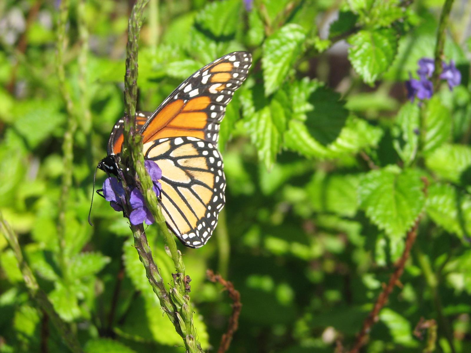 Butterfly on Plant