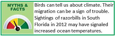 Bird migration fact