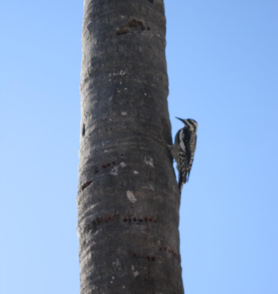 Woodpecker on Tree