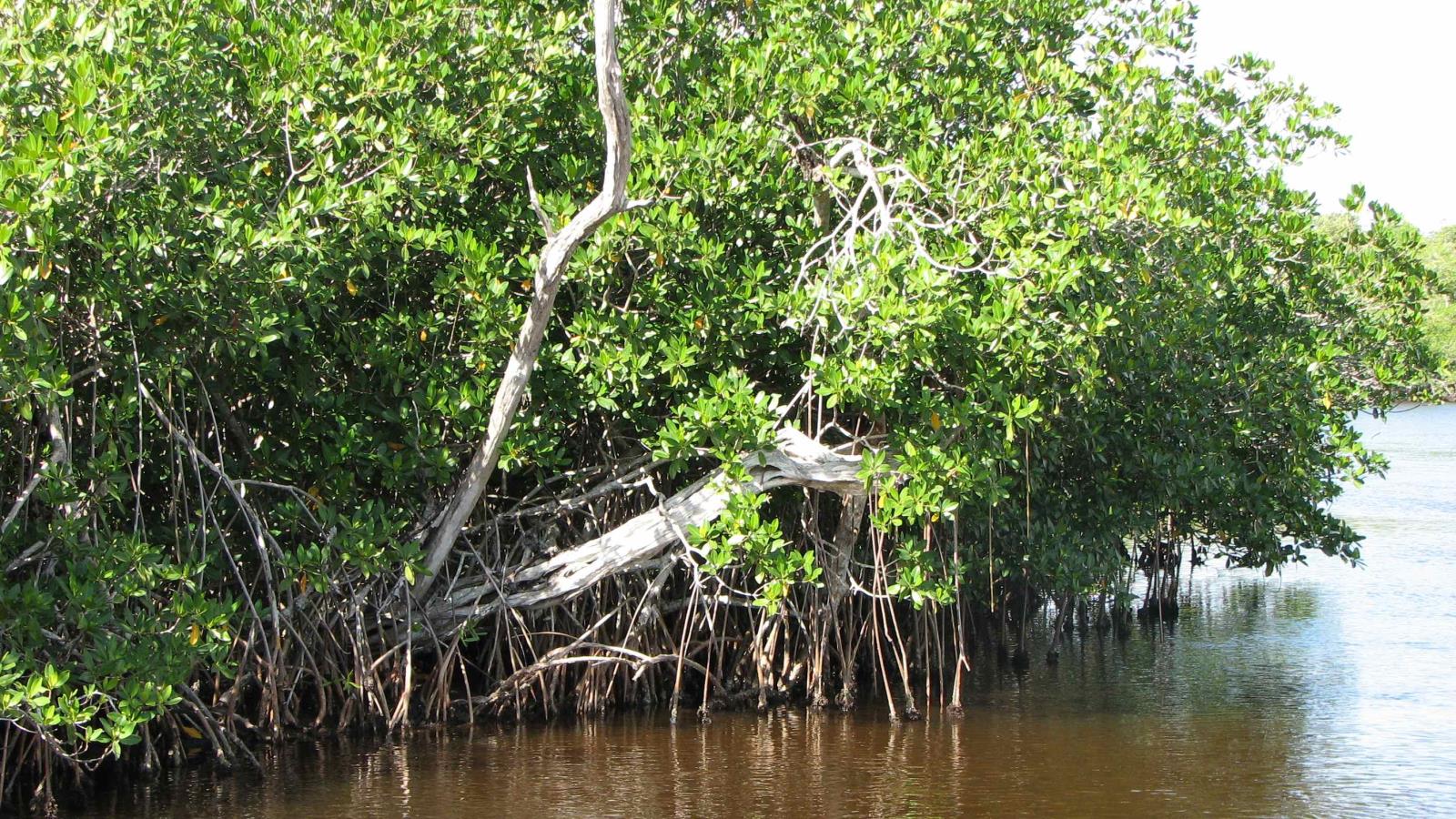 mangroves