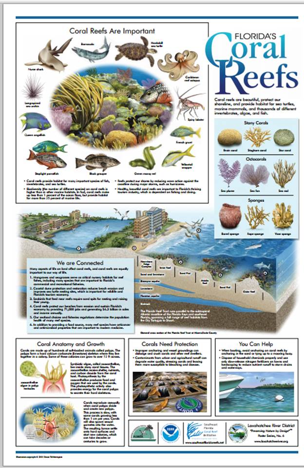 Florida Coral Reefs Poster