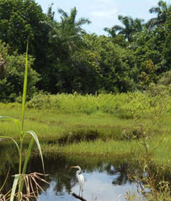 Bird in stormwater preserve