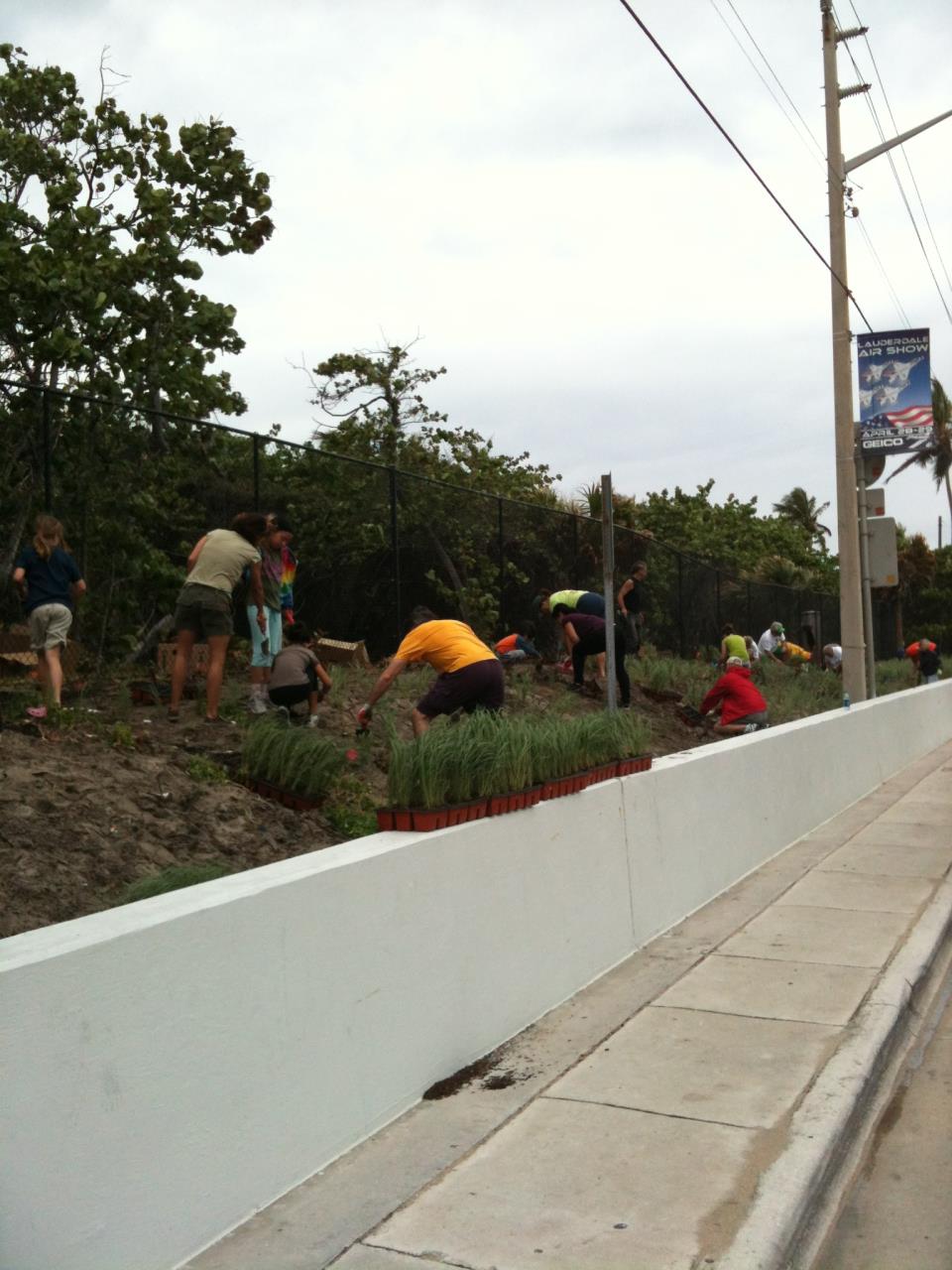 Sea Oats Planting along Hugh Taylor Birch State Park and AIA