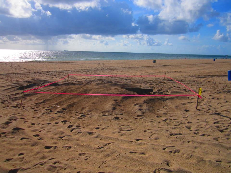 Marked sea turtle nest