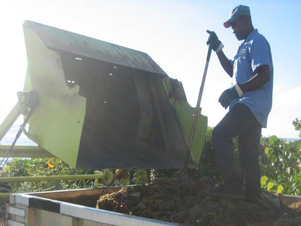 City employee loading seaweed onto dump truck