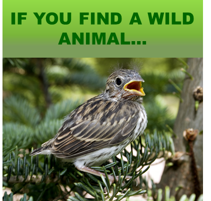 If You Find An Animal..