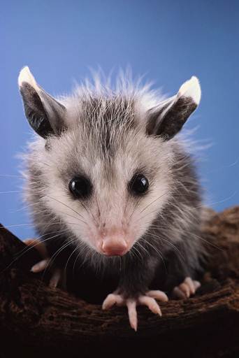 Opossum