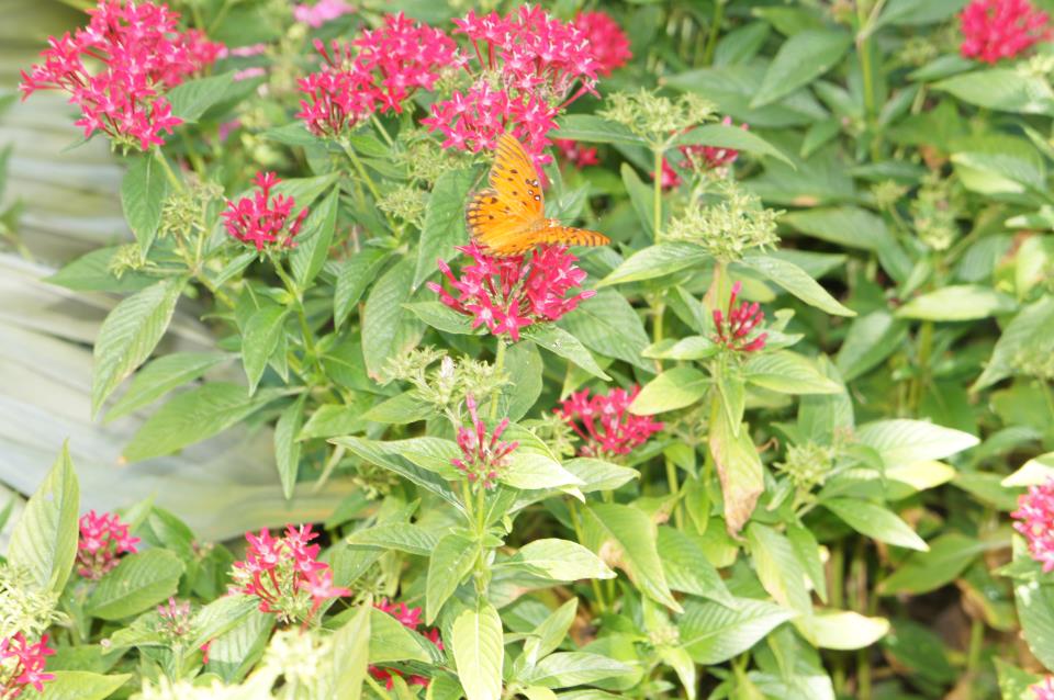 Butterfly at Snyder Park