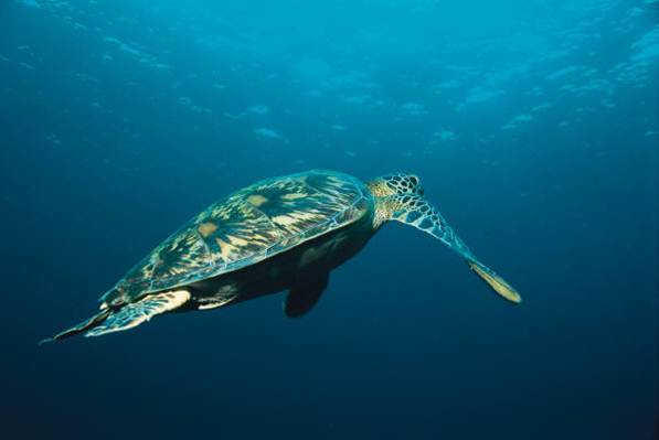 Sea Turtle