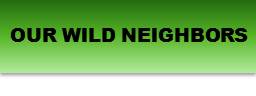 Learn About our Wild Neighbors