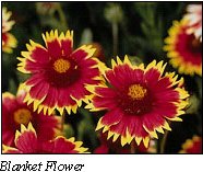 FFL Blanket Flower