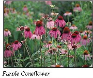 FFL Purple Cone Flower - Copy