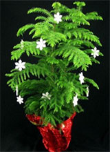 Norfolk Island Pine