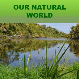 Our Natural World