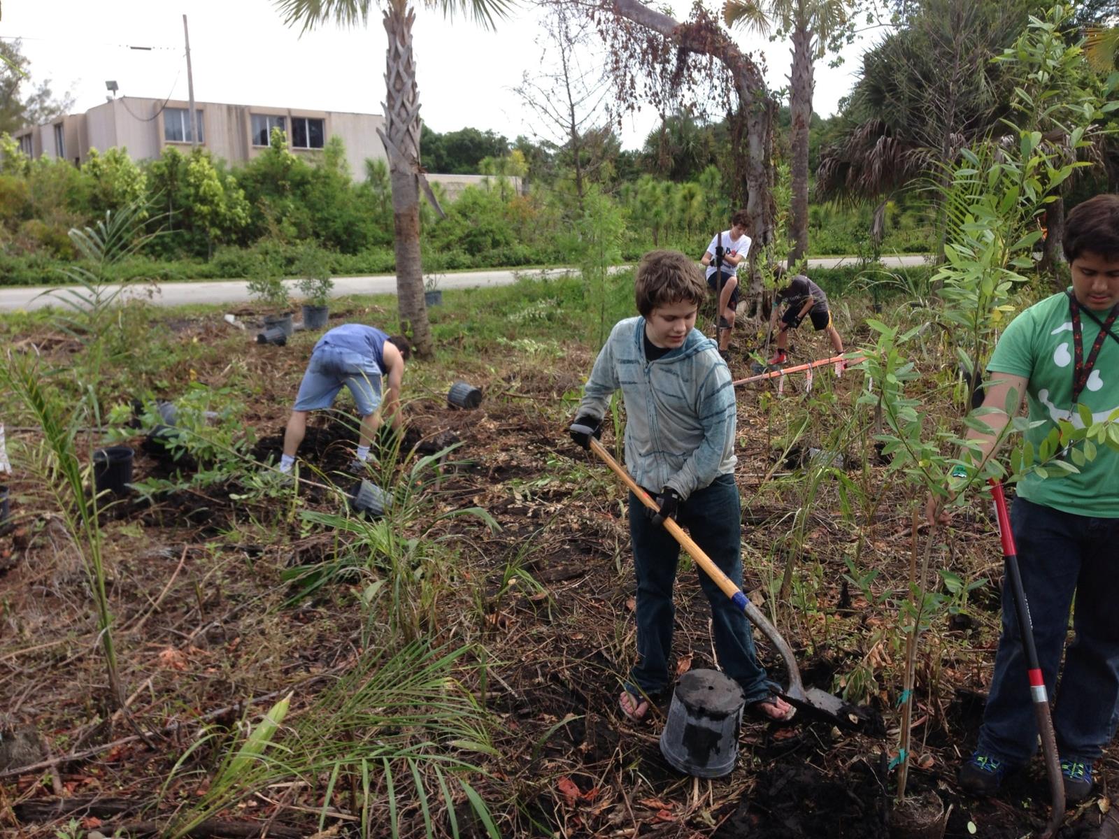 Exotic Cleanup & planting