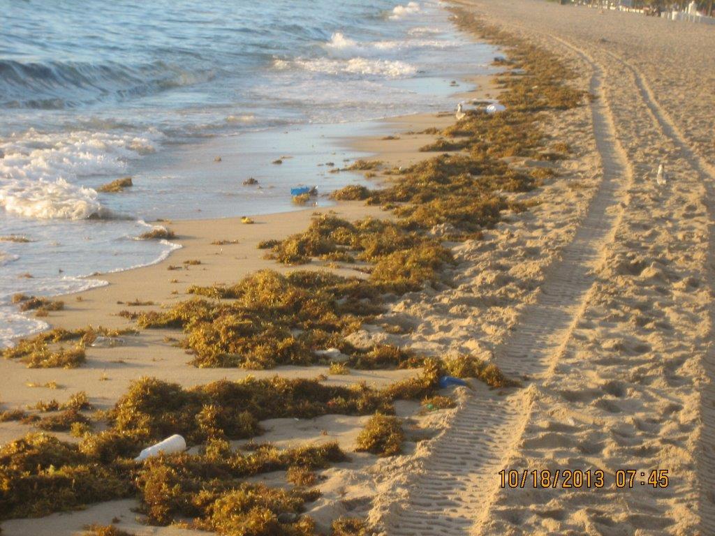 Seaweed Washes in with the Tide